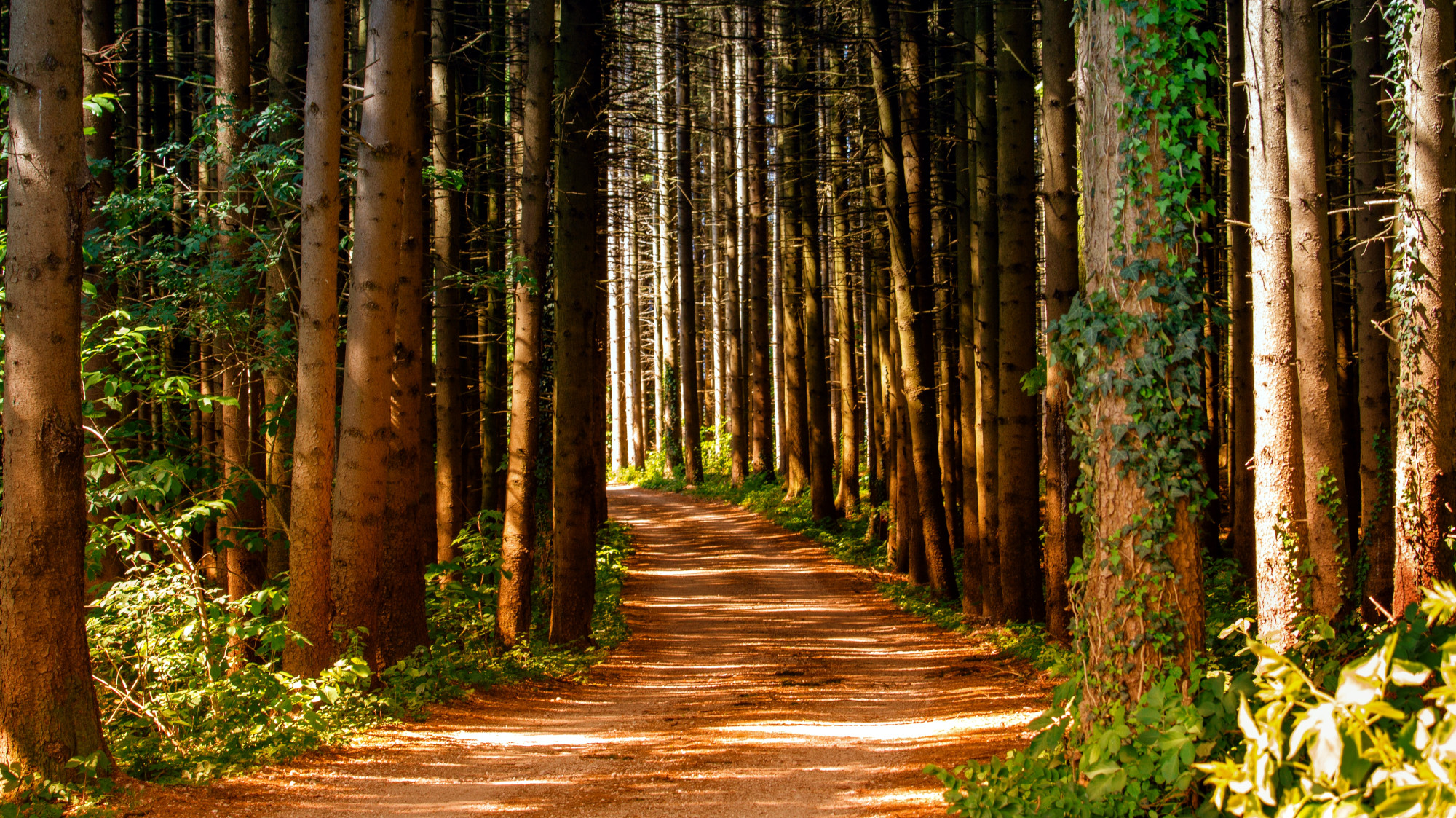 These 3 Attributes Are Key to High-Quality Carbon Credits