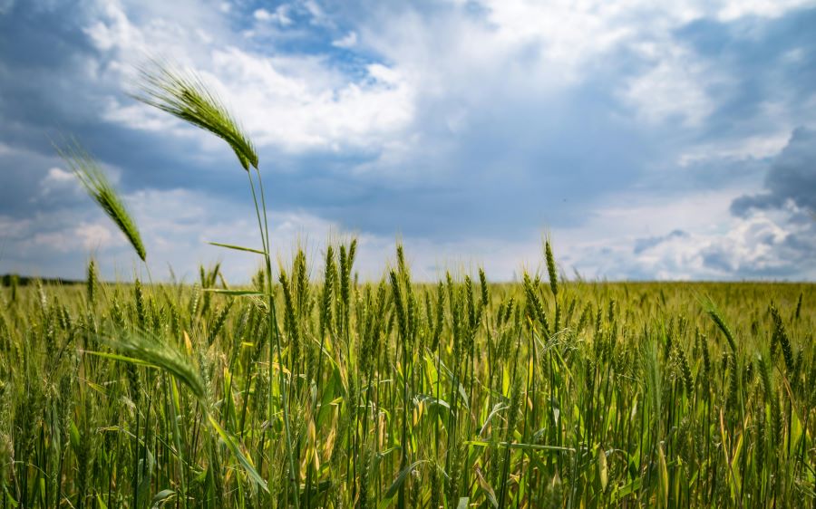 ADM Surpasses 5 Million Acre Regenerative Agriculture Target