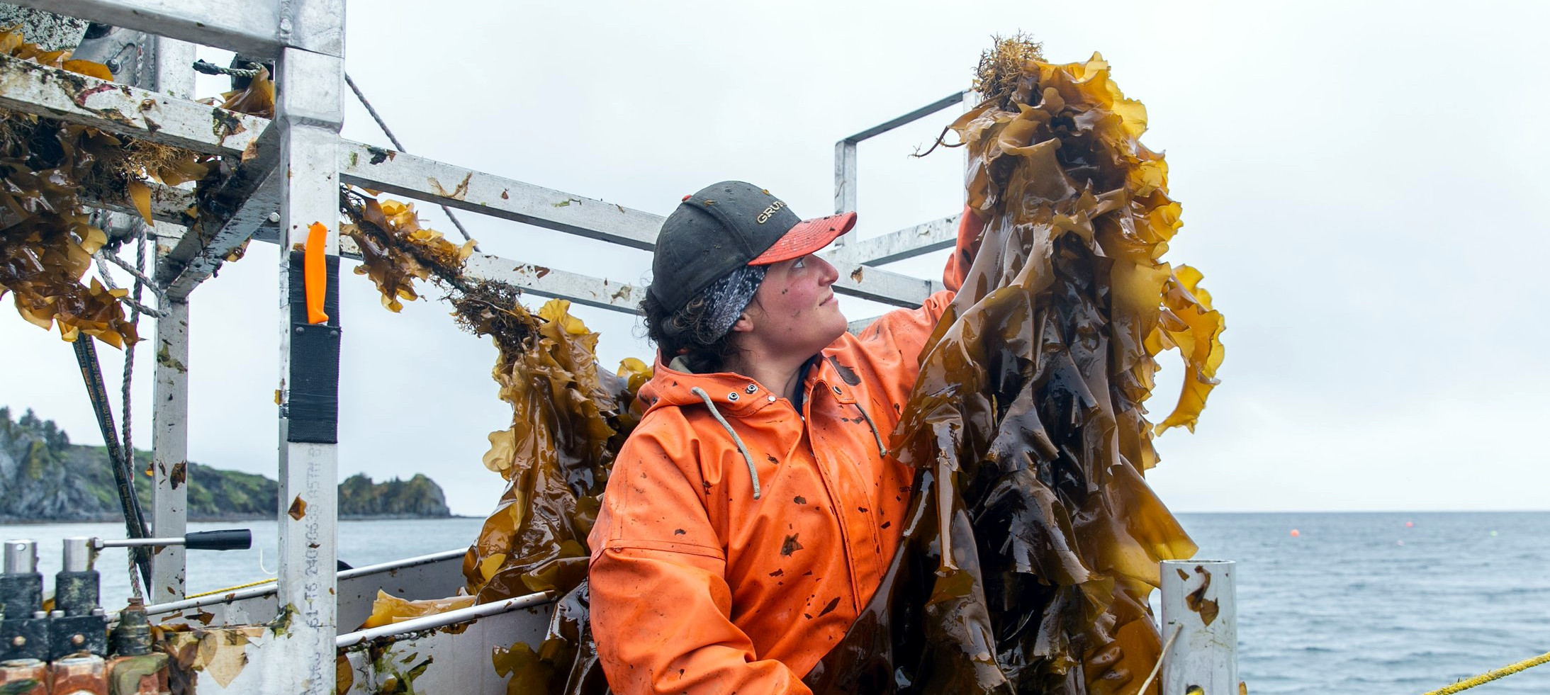 Could Seaweed Be the Key to Critical Mineral Independence?