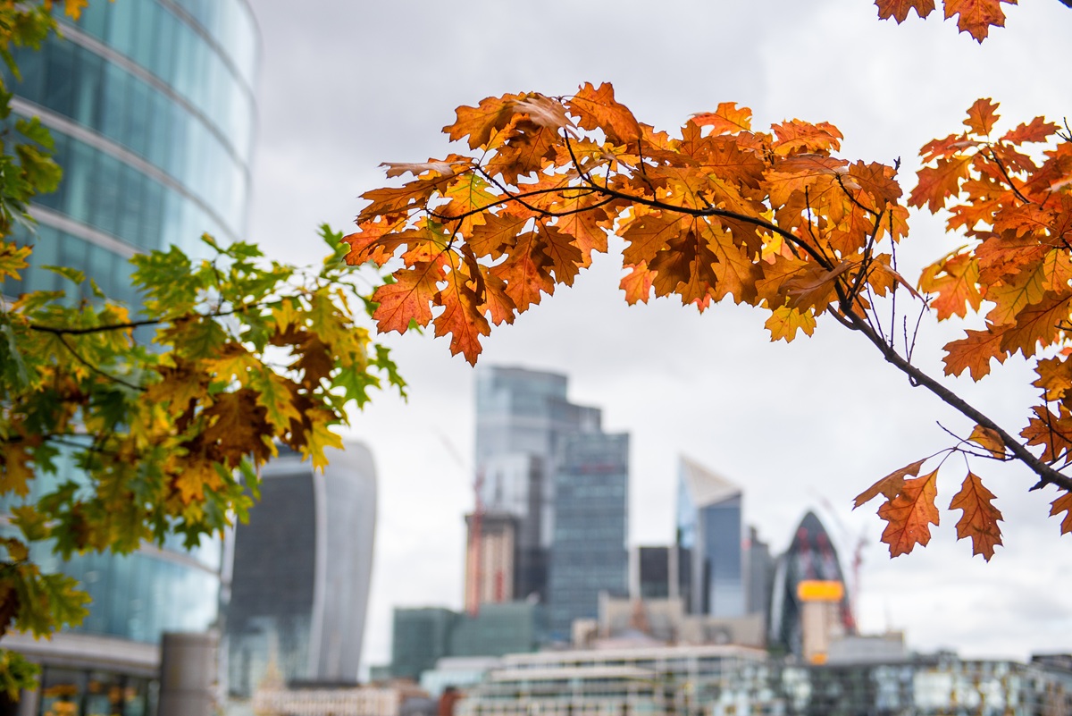 Different Starting Points, Shared Destination: The Many Roads to Corporate Action on Nature