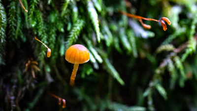 New Tech Uses Fungi to Supercharge Forest Growth