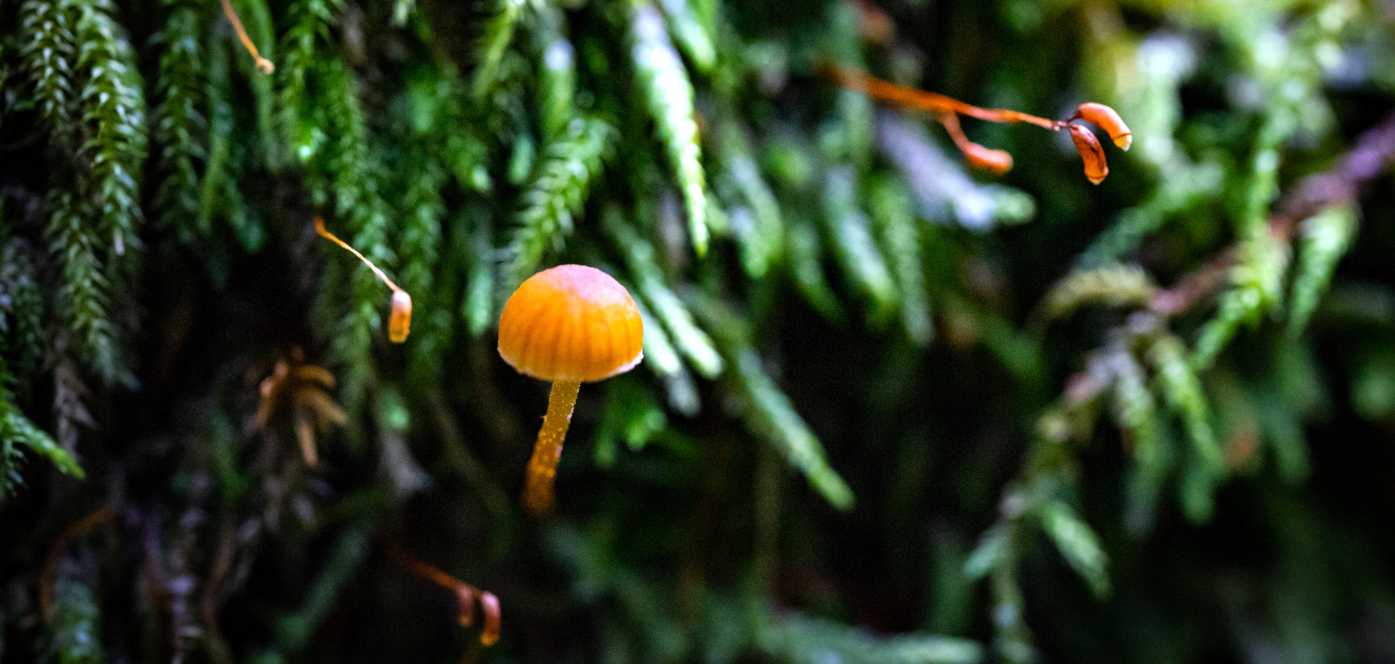 New Tech Uses Fungi to Supercharge Forest Growth