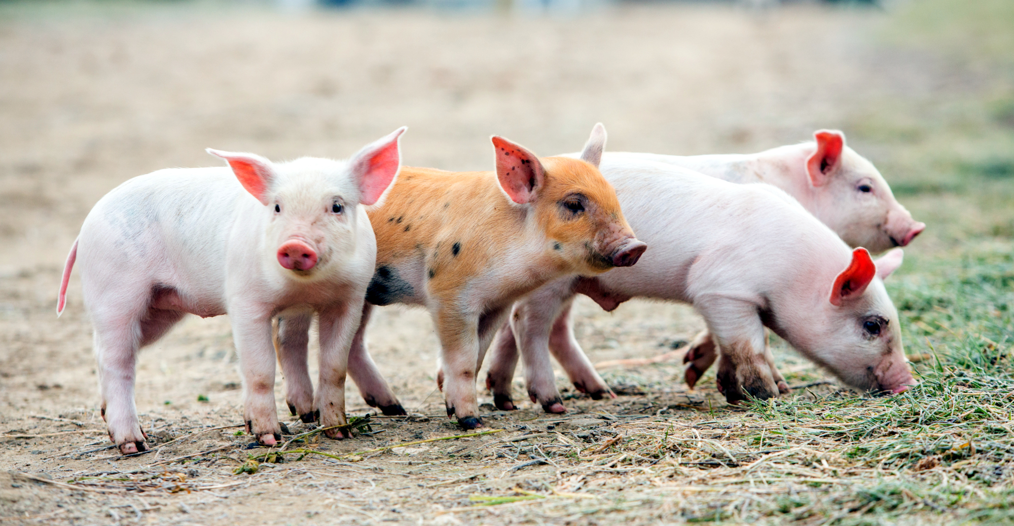 PIC: Healthier Animals = Healthier Food System, Healthier Planet