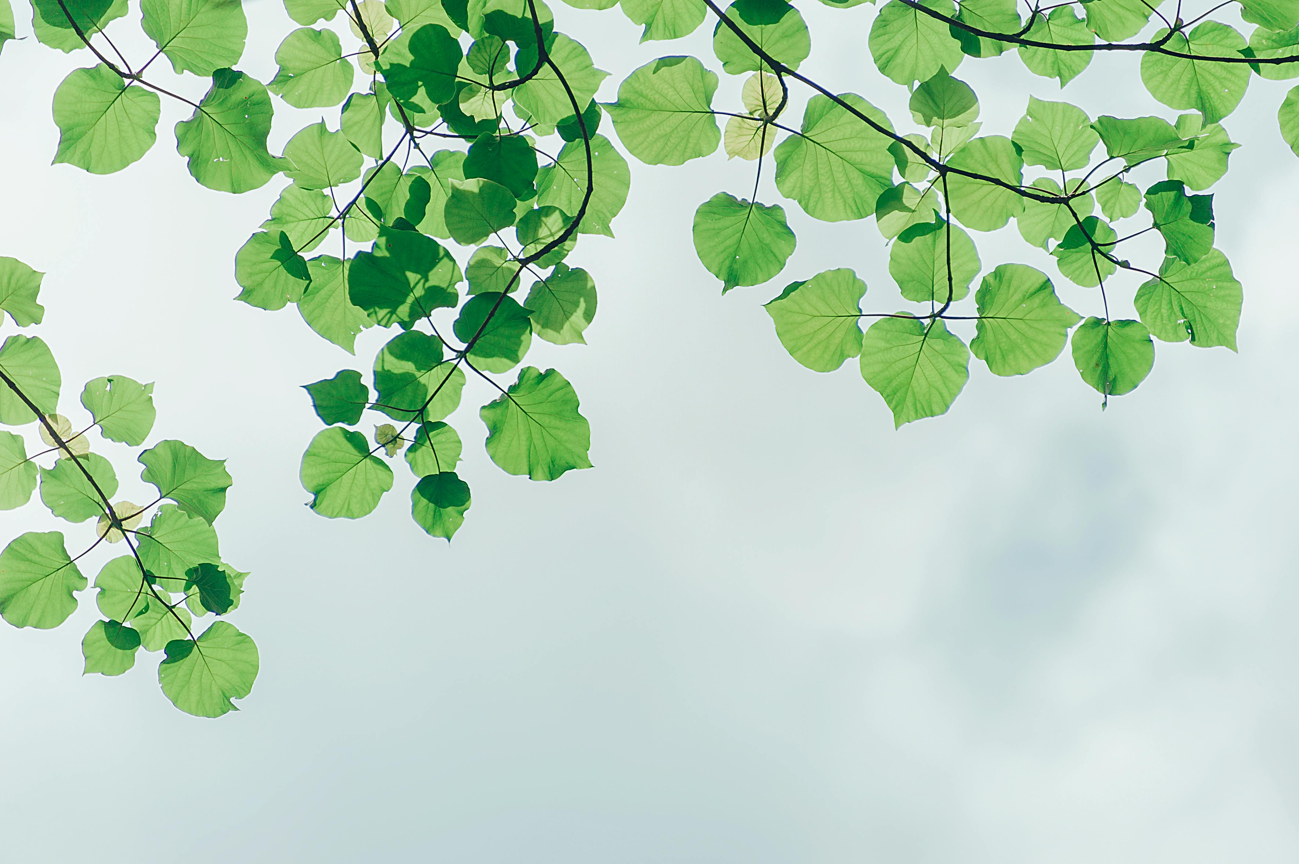 Sustainability comes organically