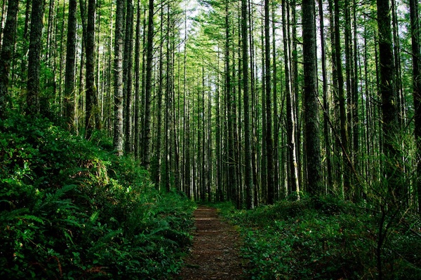 What 2026 Will Demand from Corporate Sustainability — and Why Consumers Want Companies Leading with Nature