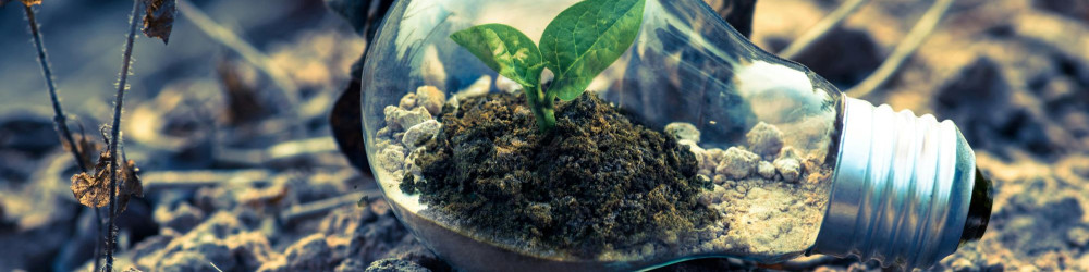 The Future of Scope 3: Mastering Value Chain Sustainability with Insetting